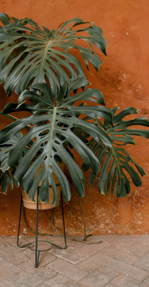 A ceramic pot with a big green plant in front of a brown wall